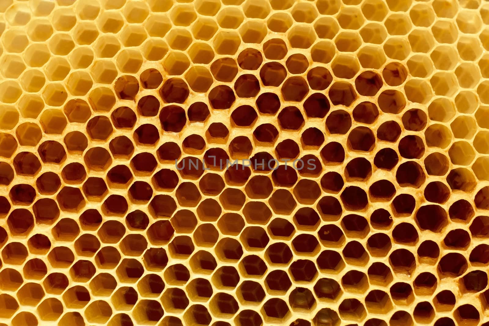 Fragment of honeycomb with empty cells in bright sunlight