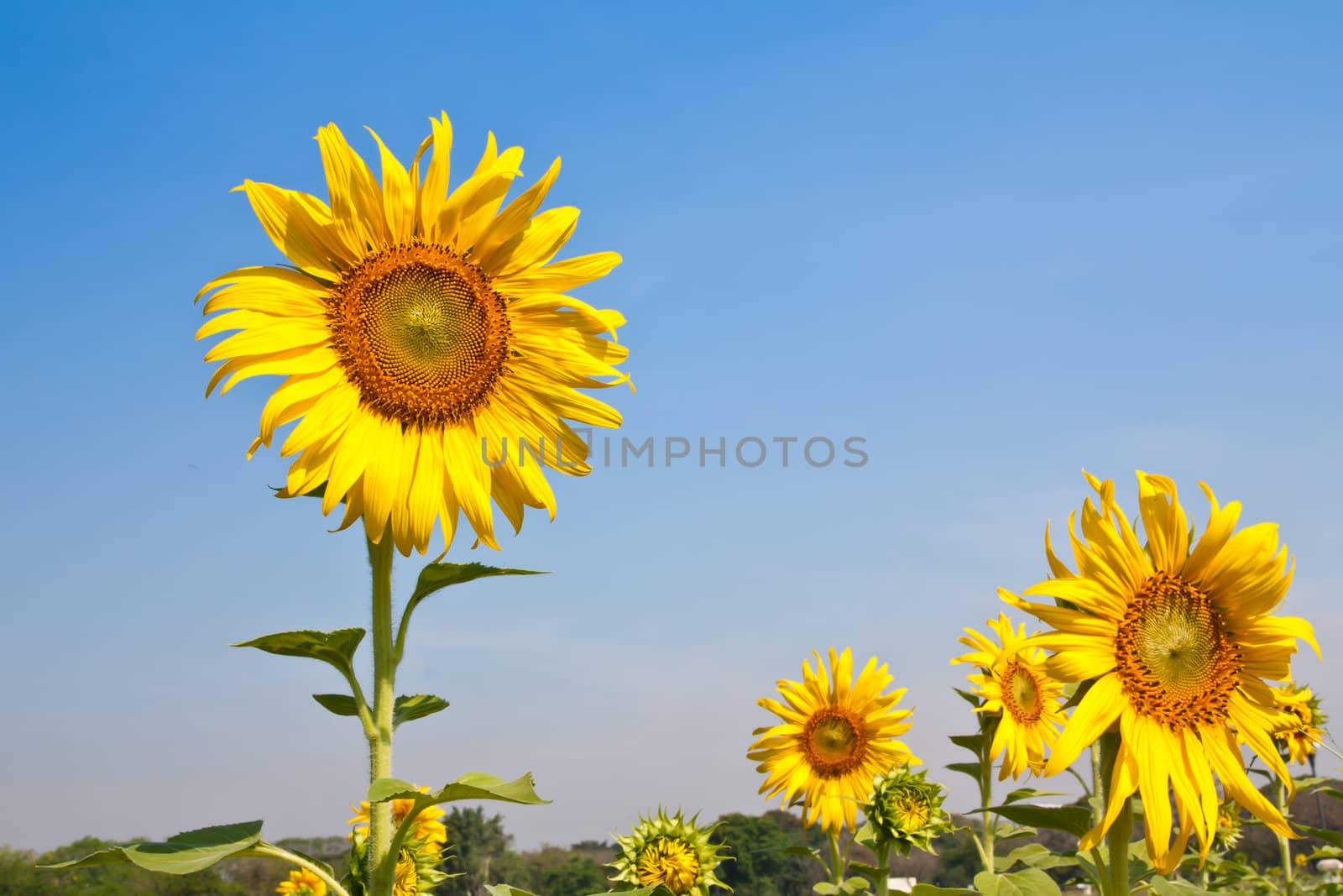 Sun flower in the farmland, thailand