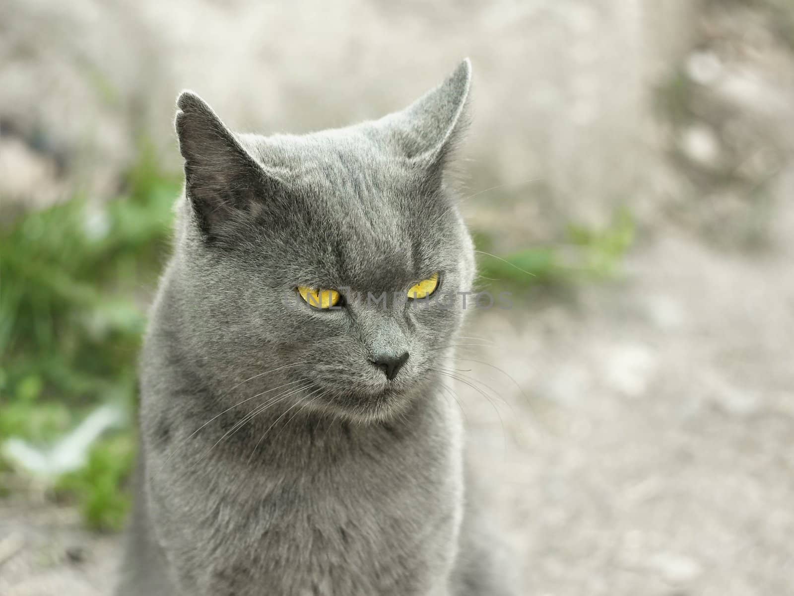 Mature gray British cat outdoors on light gray fuzzy background