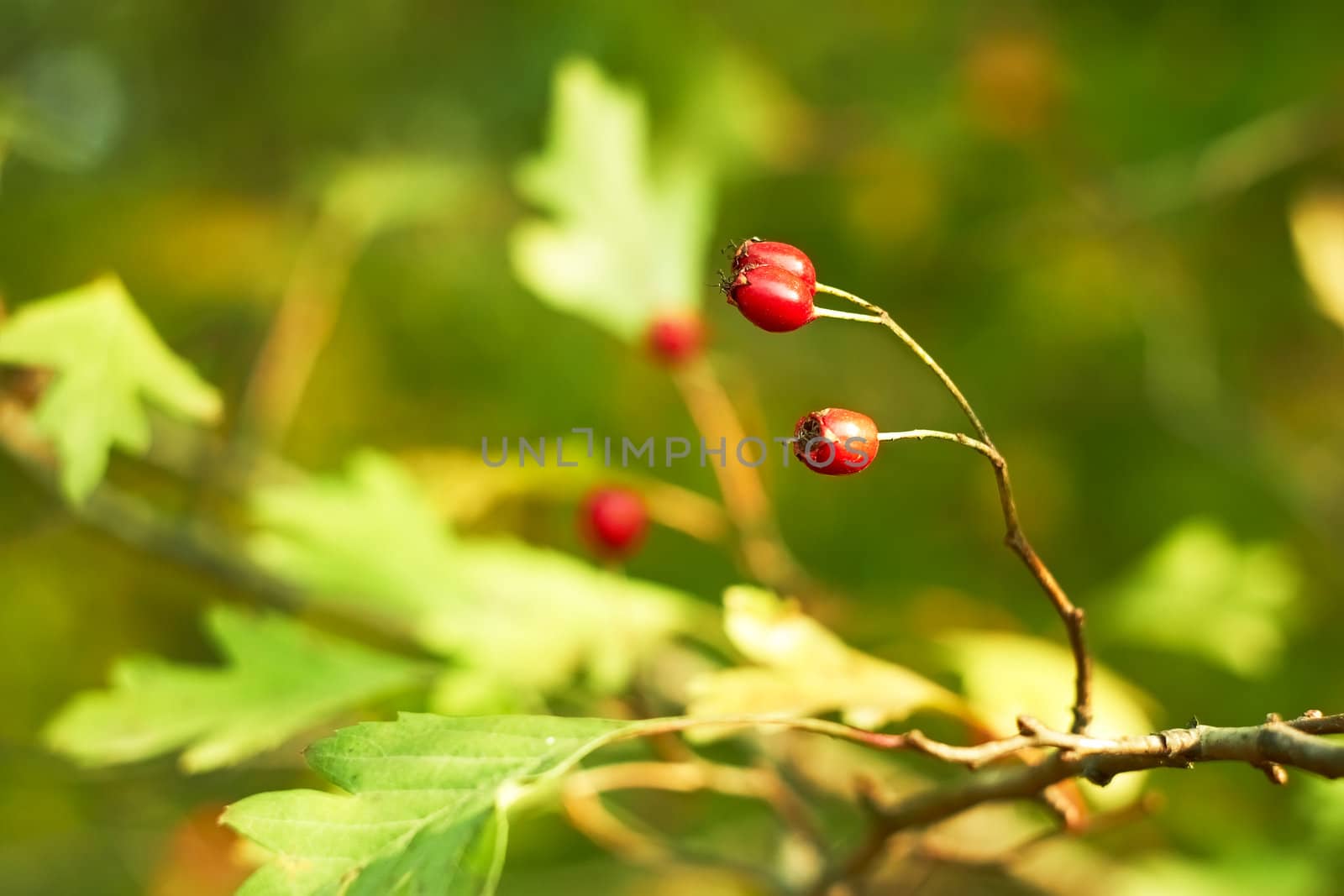 Red hawthorn berries on green leaves background in the early autumn sunny day