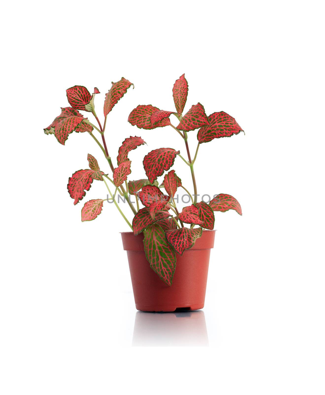 Potted flower with red leaves on white background. Clipping path is included