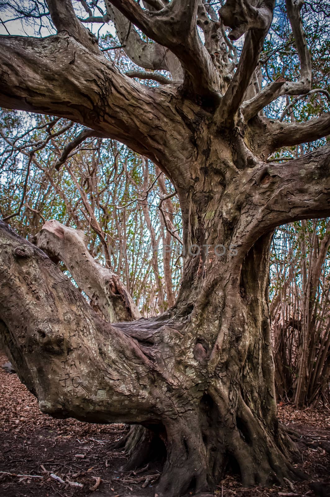 crooked trees