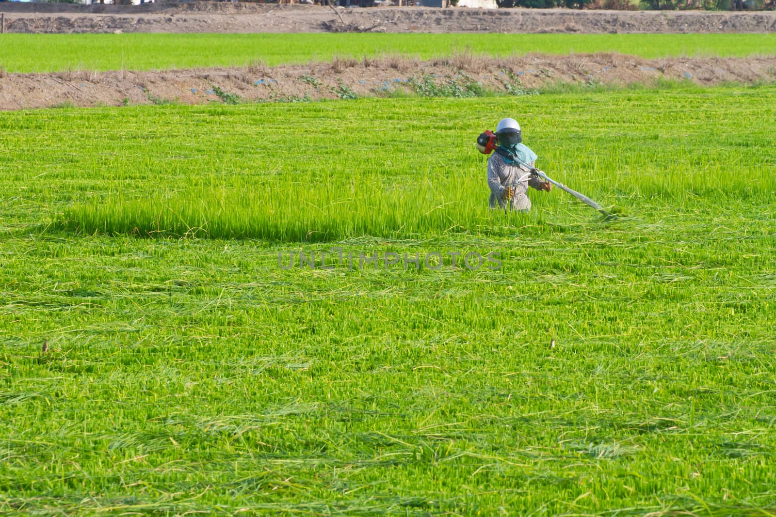 Farmer cutting rice leaves in rice farm