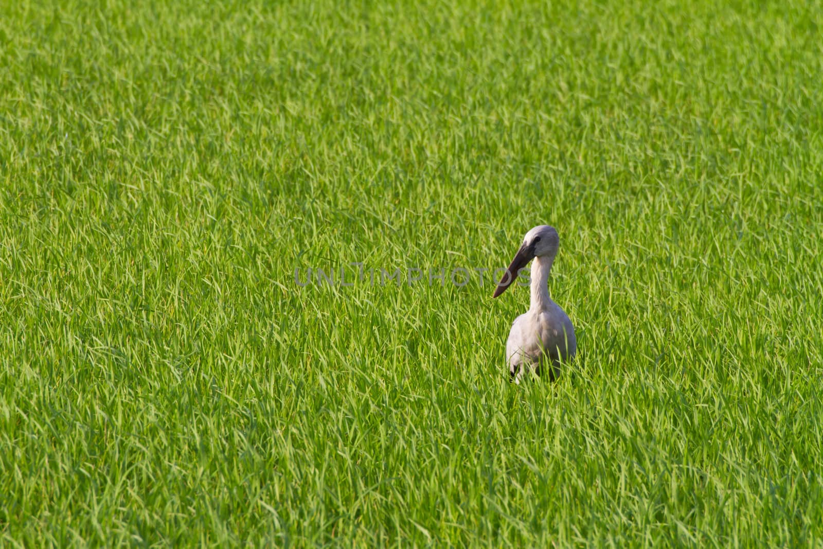 Openbill ibis bird in paddy