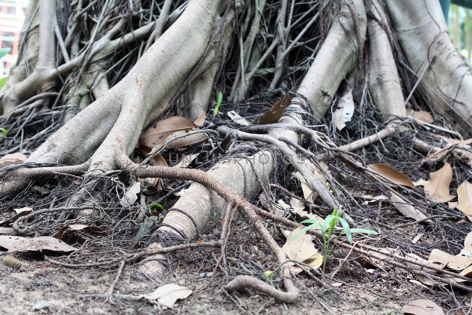 Root tree