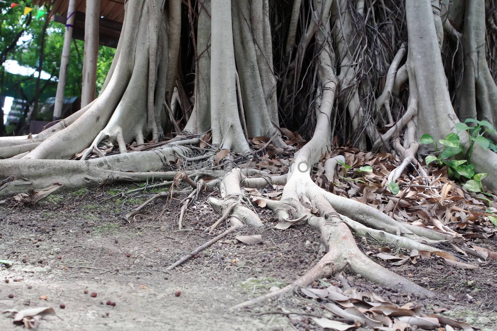 Root tree