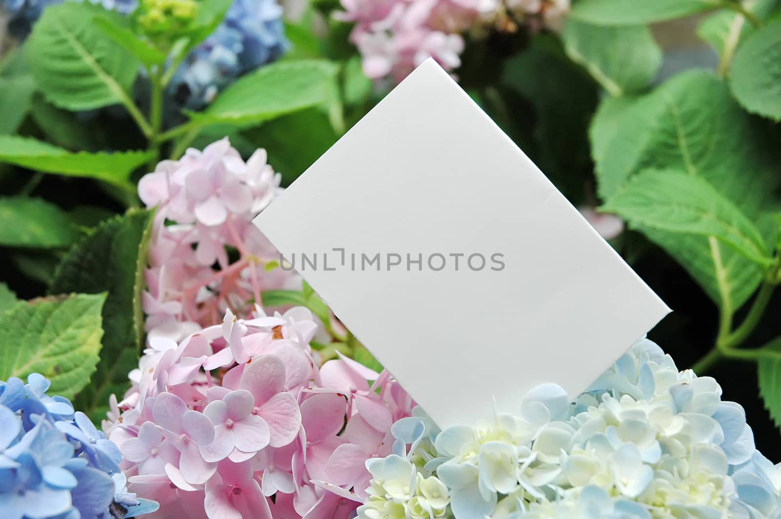 Paper blank with flowers