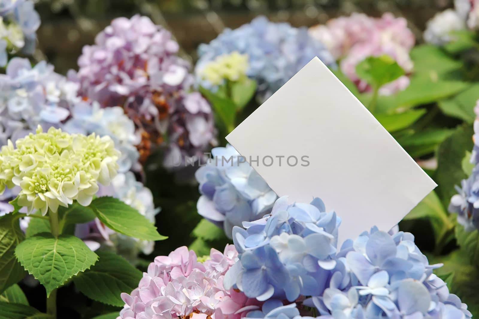 Paper blank with flowers