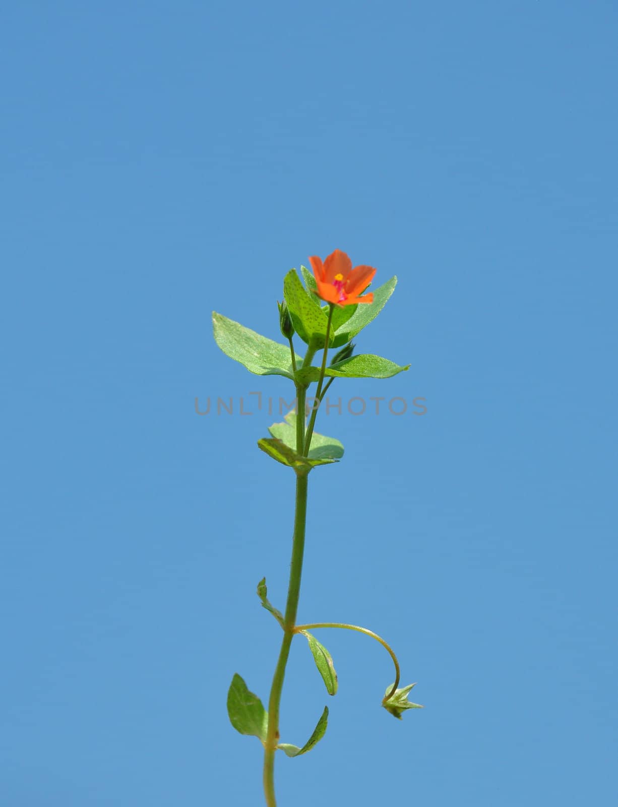 Scarlet pimpernel (Anagallis arvensis)