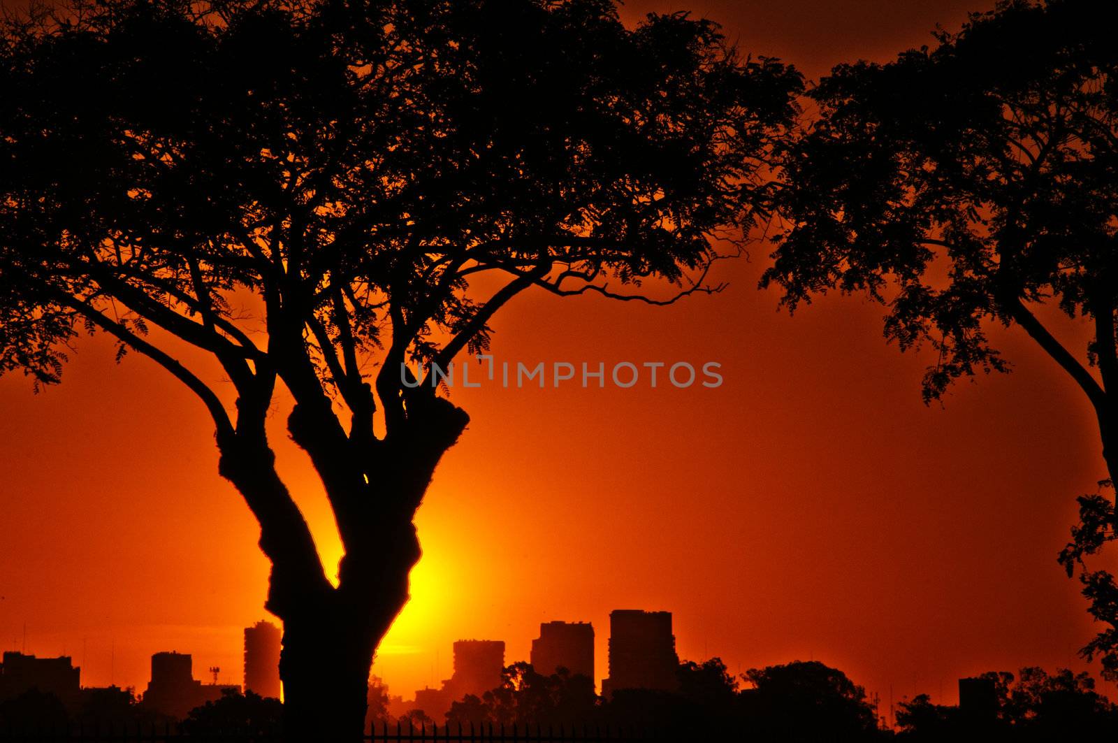 A vibrant summer sunset with trees in the foreground and Buenos Aires in the background.