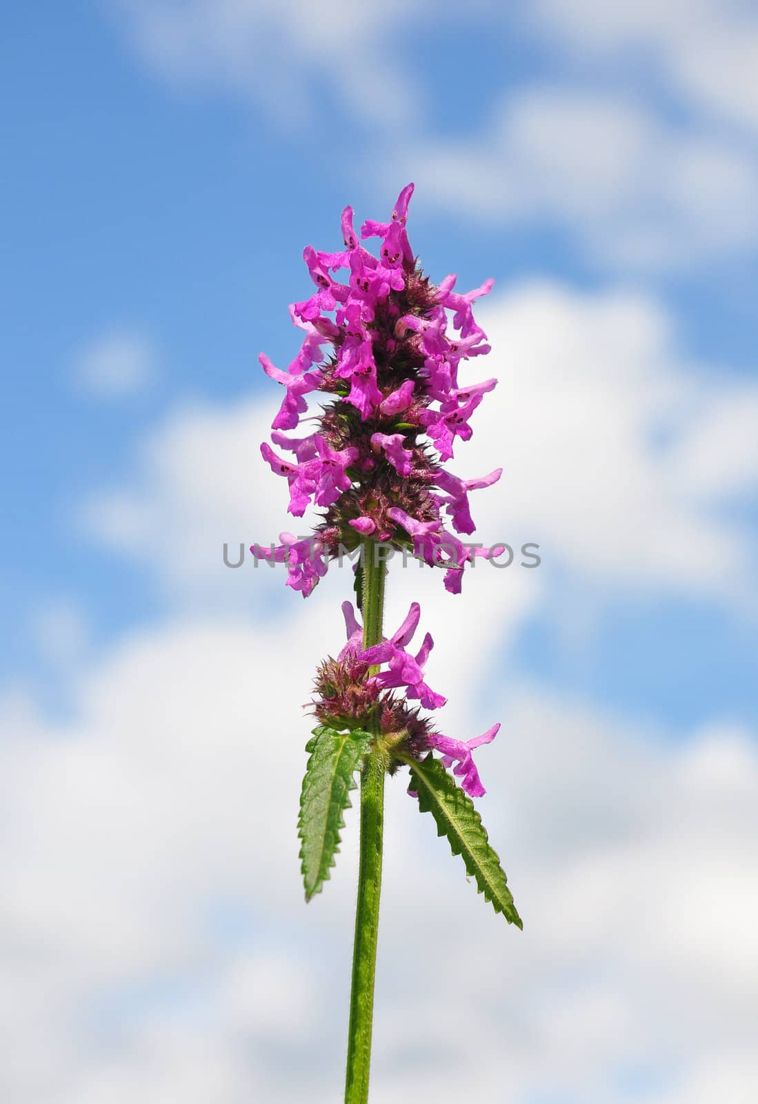 Purple betony (Betonica officinalis)