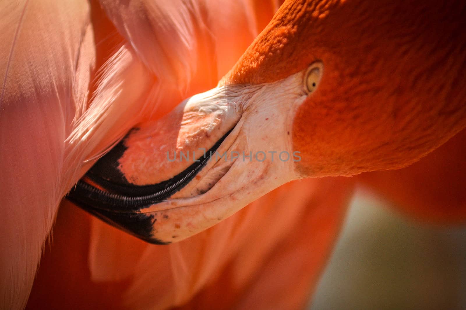 flamingo by digidreamgrafix