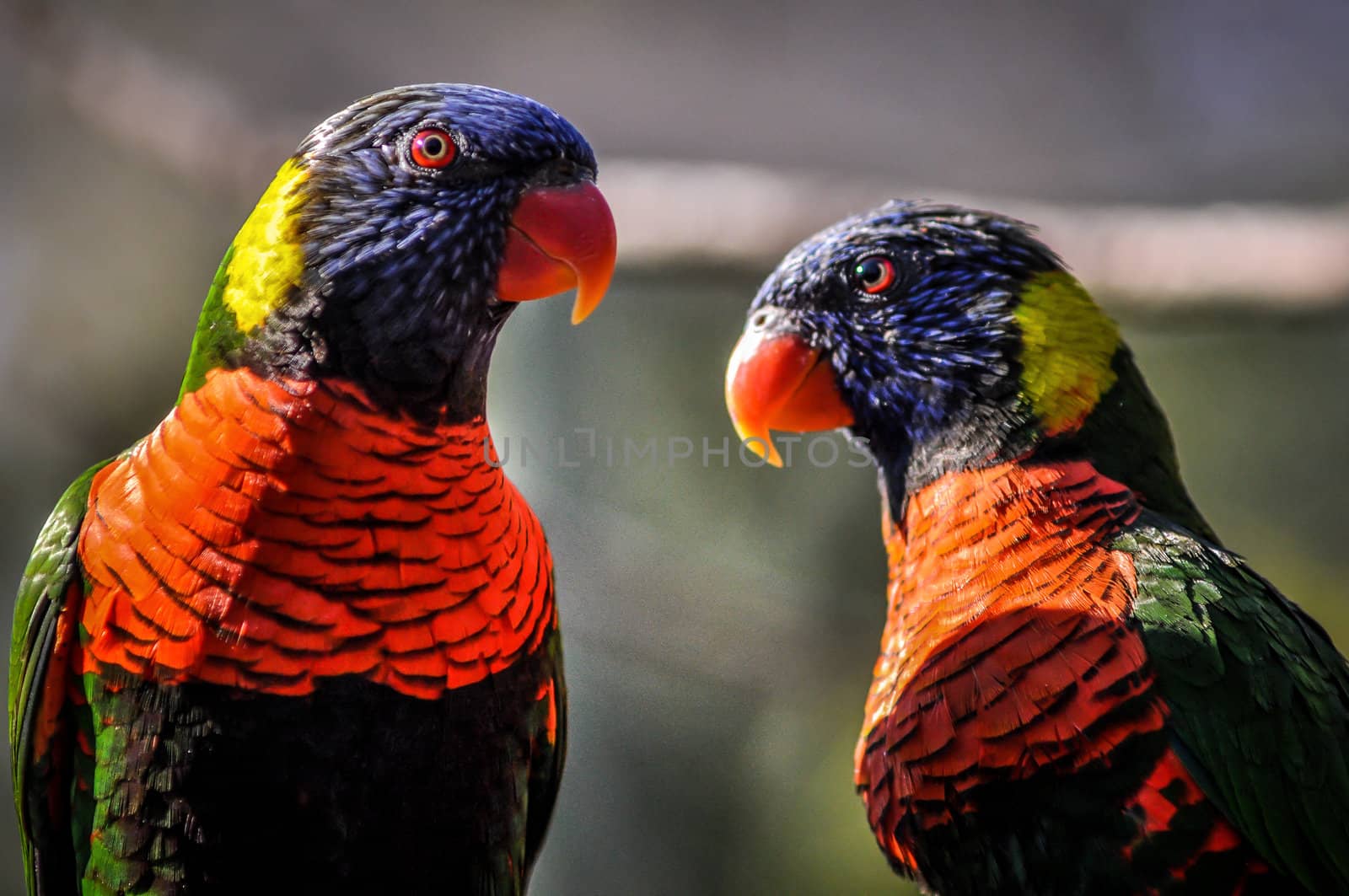rainbow parrot by digidreamgrafix