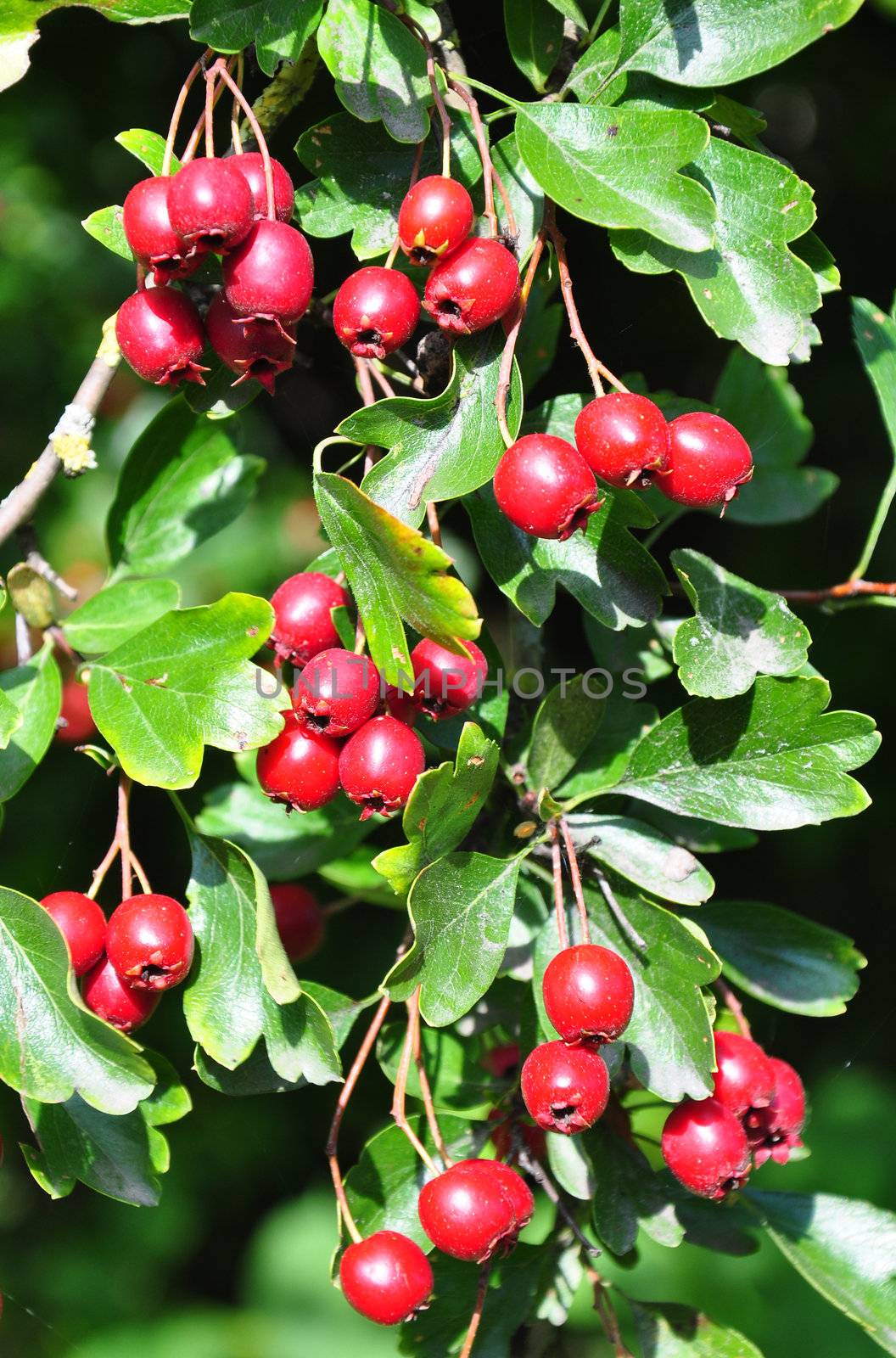 Midland hawthorn (Crataegus laevigata) by rbiedermann