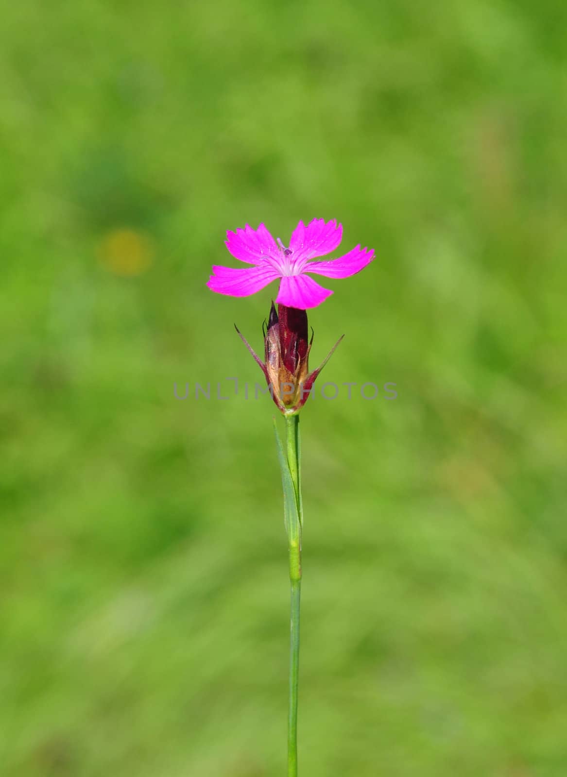 Carthusian pink (Dianthus carthusianorum) by rbiedermann