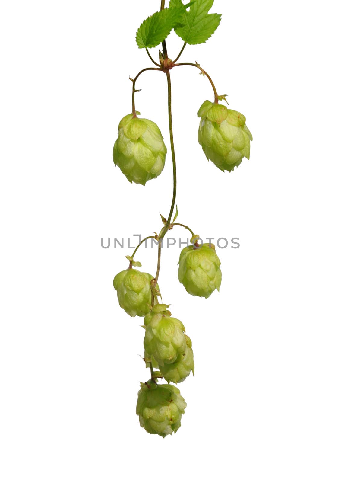 Hop (Humulus lupulus)