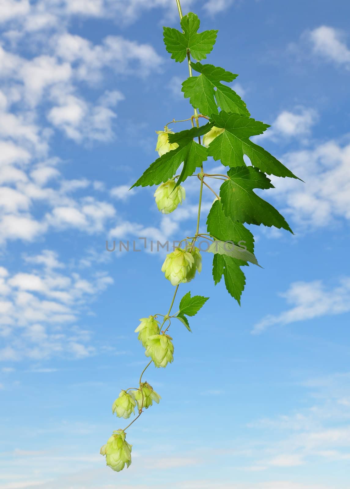 Hop (Humulus lupulus) by rbiedermann