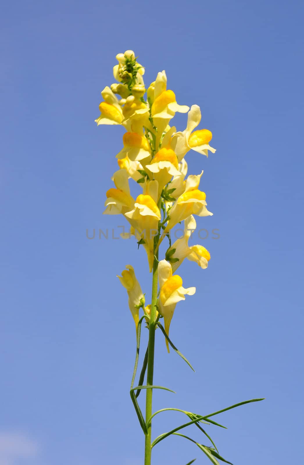 Common toadflax (Linaria vulgaris) by rbiedermann