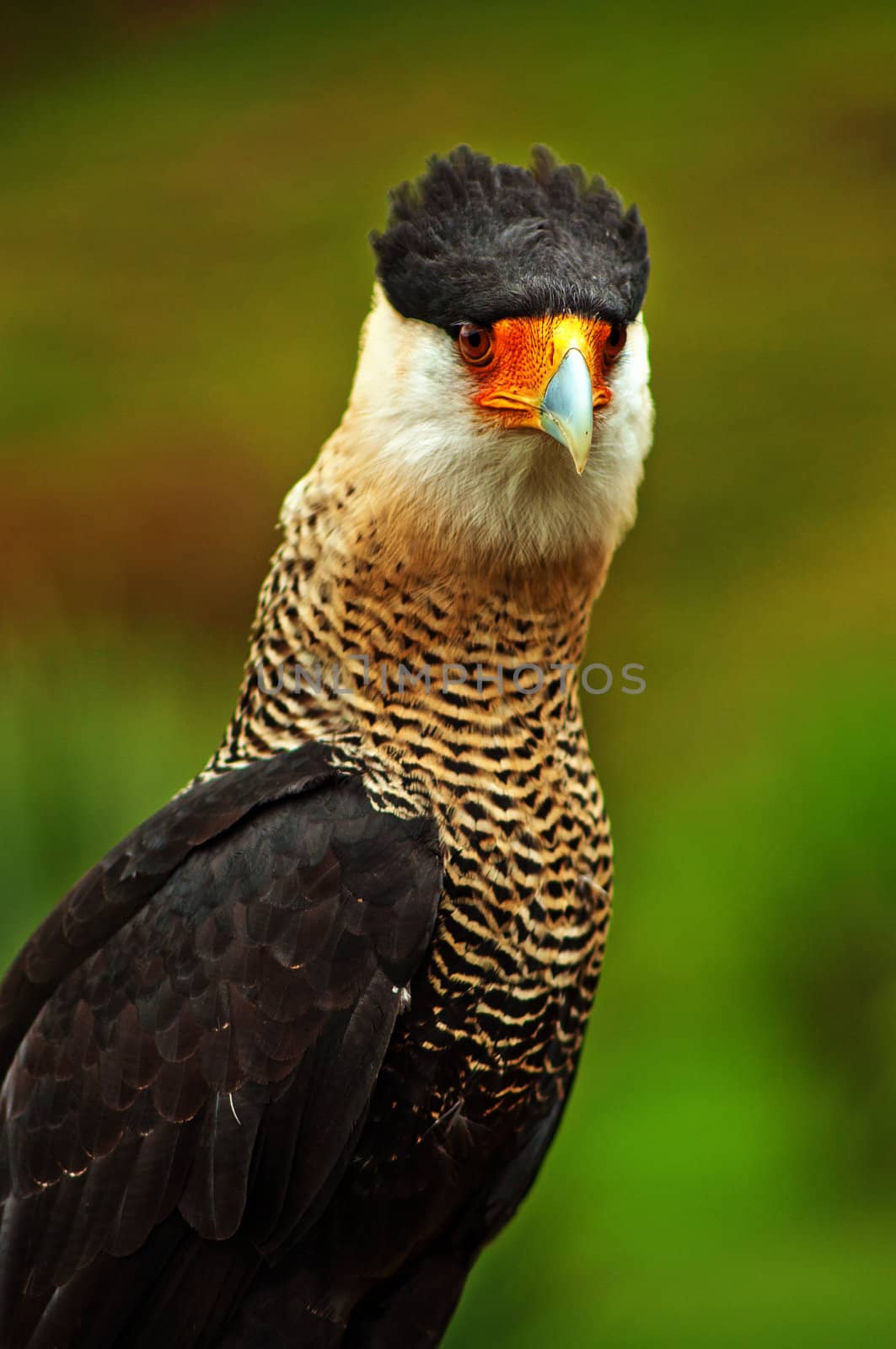 An image of a Caracara, a bird of prey.