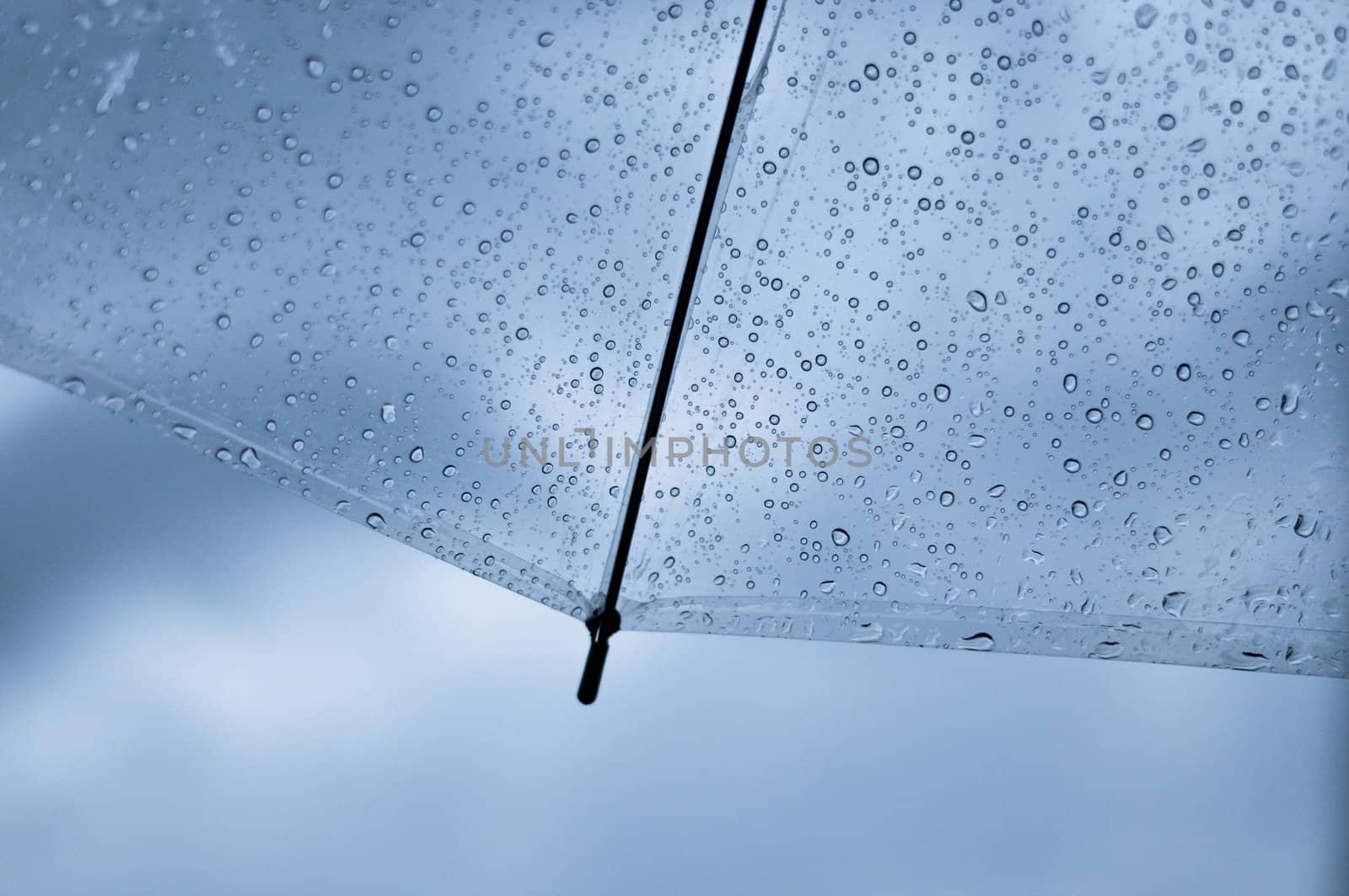 Close up scene; Transparent Umbrella with raindrop.