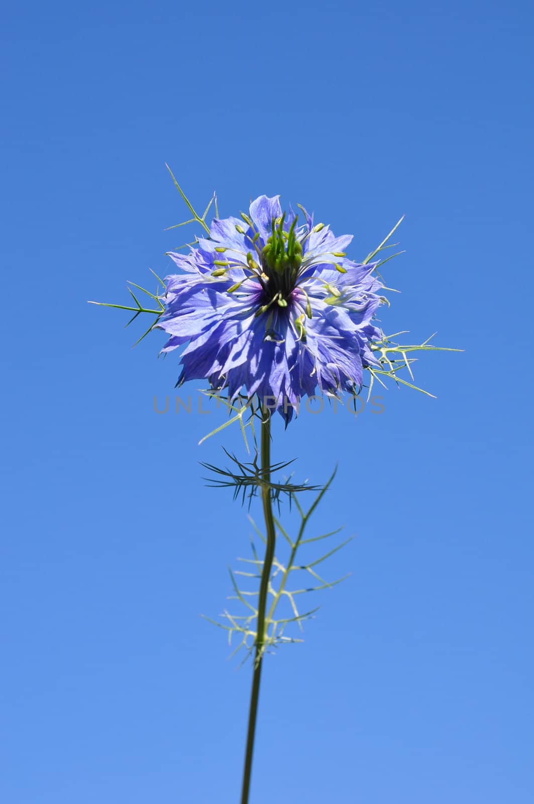 Love-in-a-mist (Nigella damascena) by rbiedermann