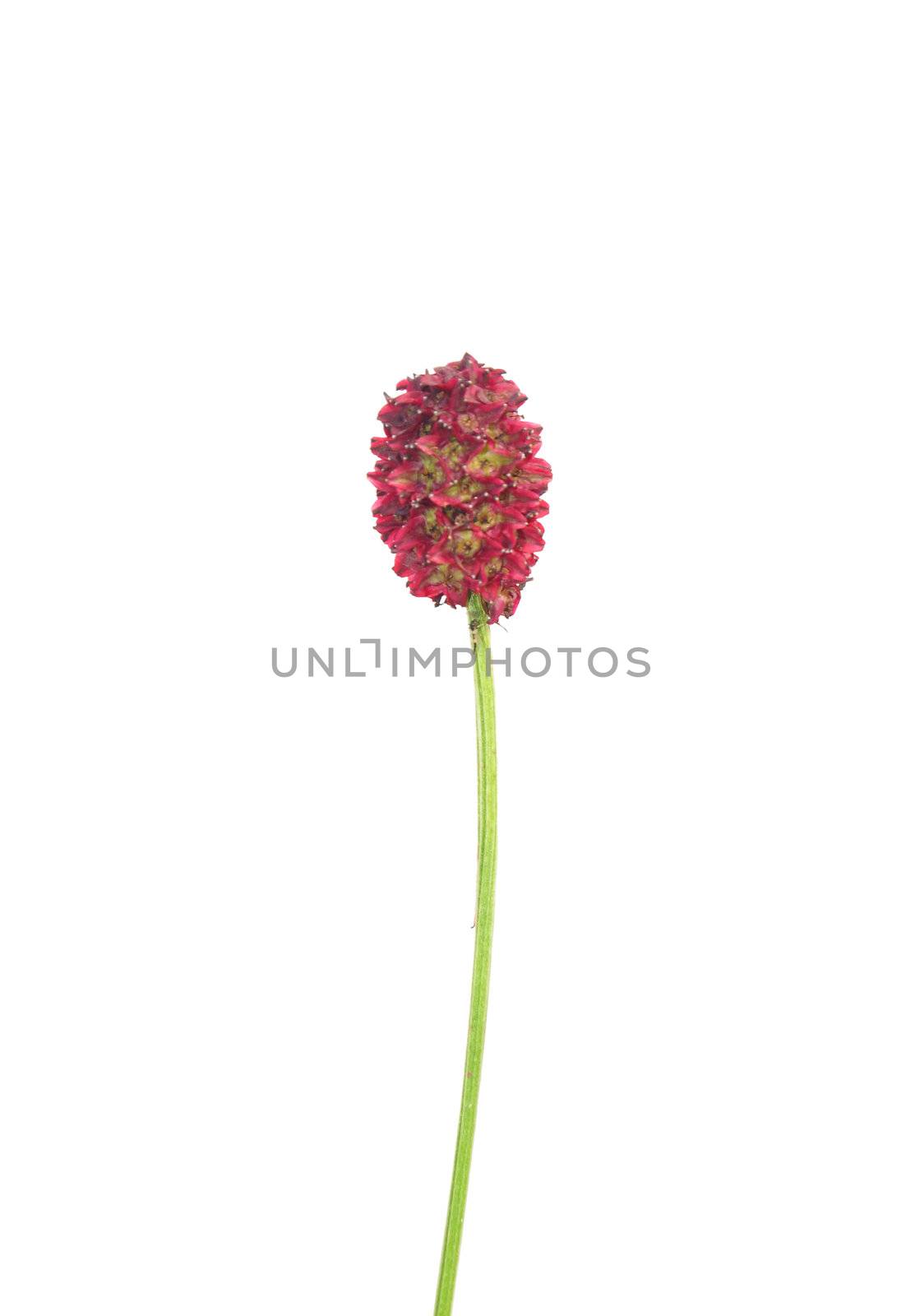 Great burnet (Sanguisorba officinalis) by rbiedermann