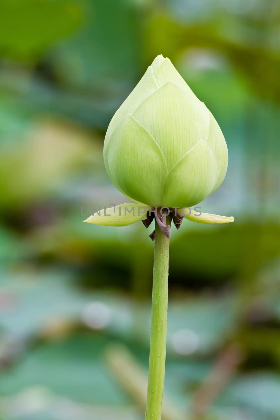 Green lotus, Flower of buddhist
