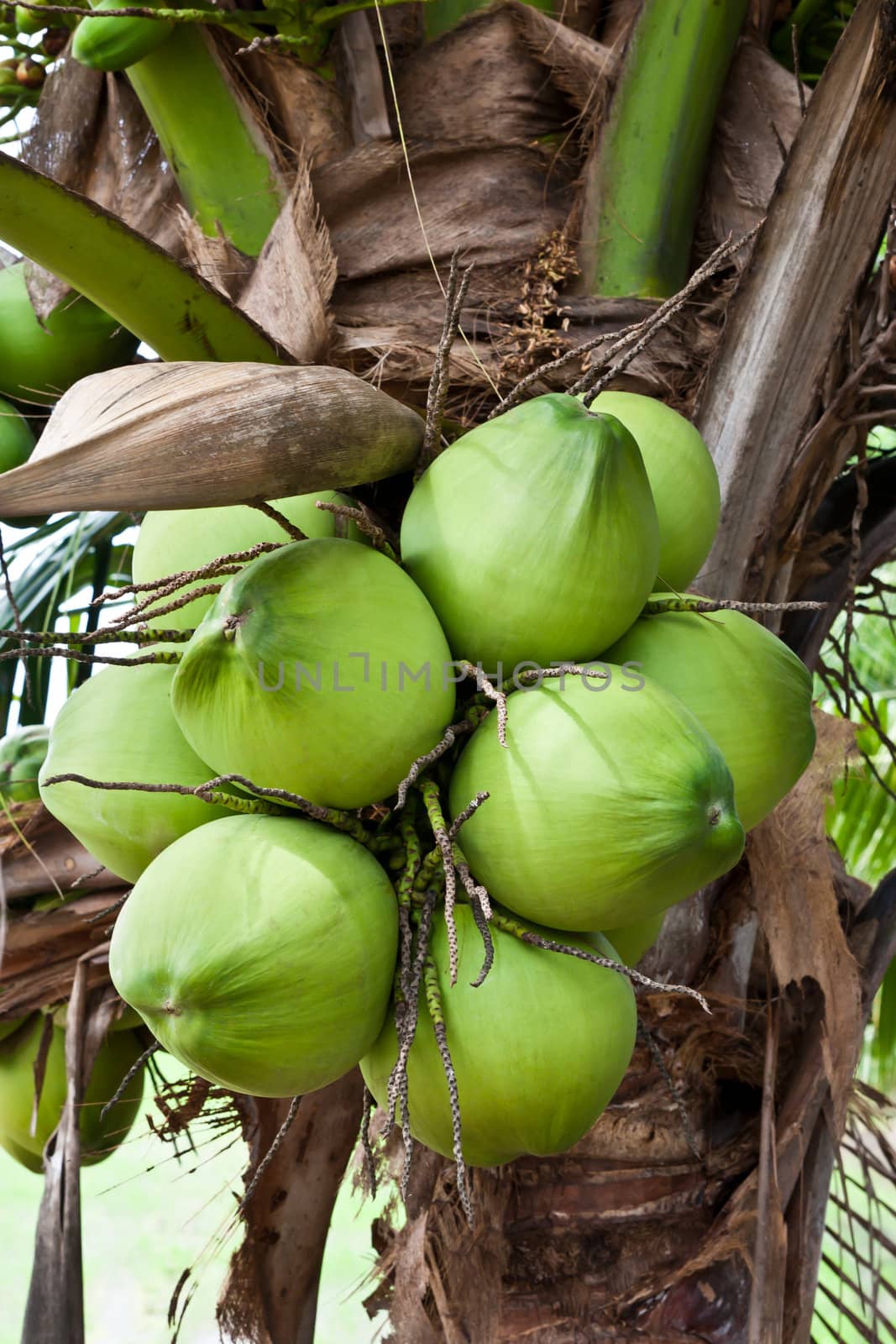 Coconut hanging on the tree