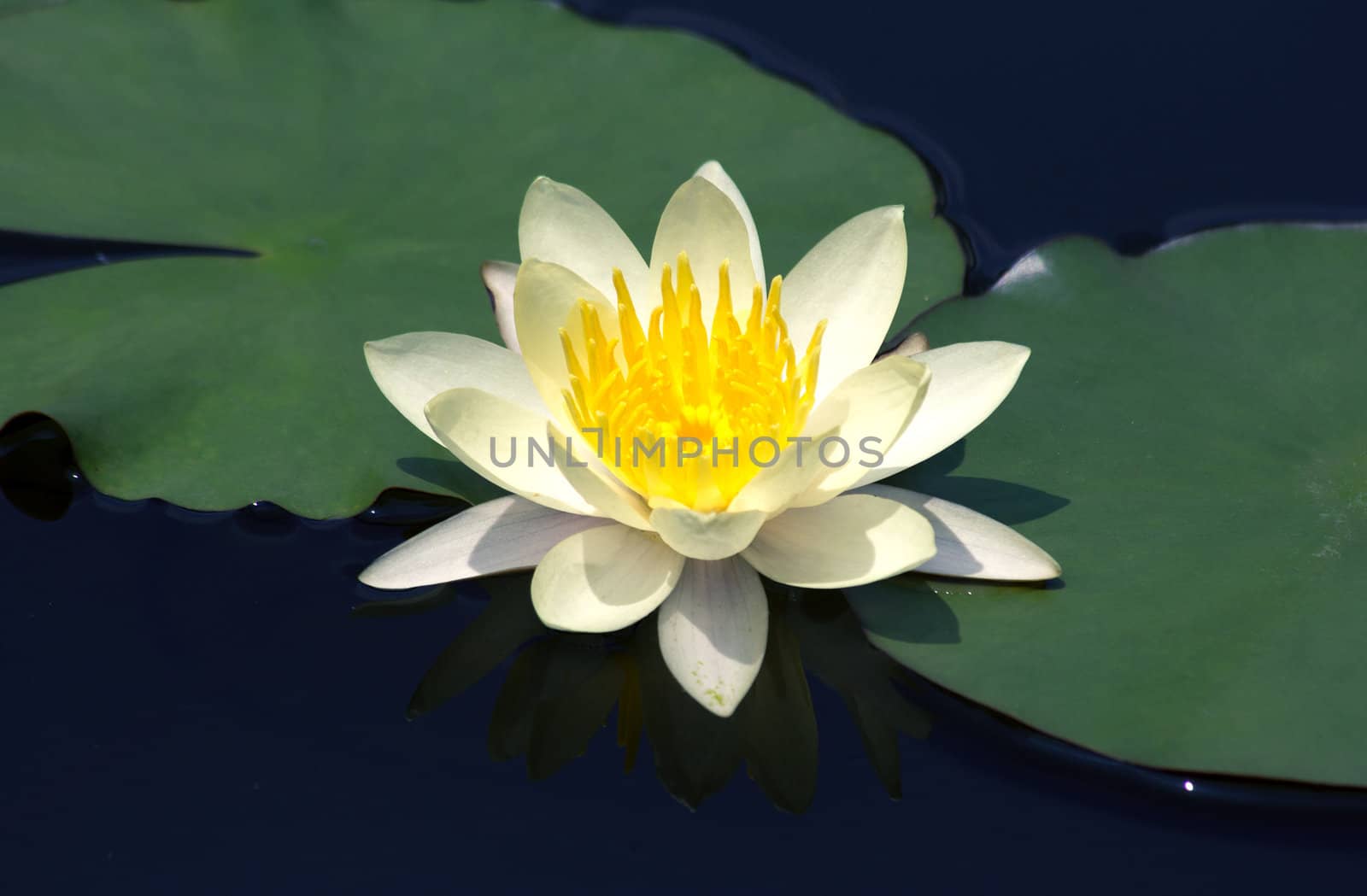 Beautiful lotus bloom in the pond with lotus leaves.