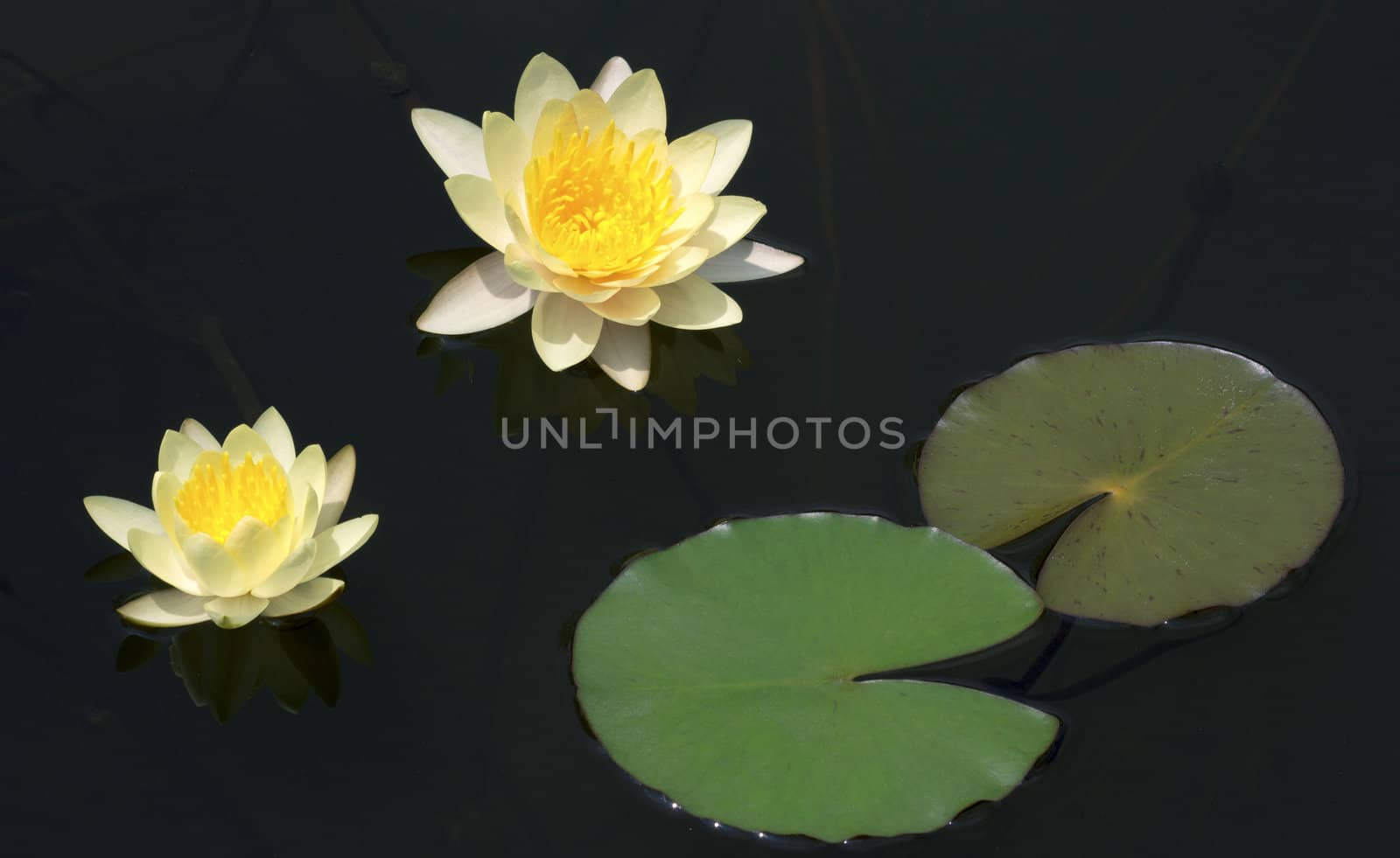 Beautiful lotus bloom in the pond with lotus leaves.