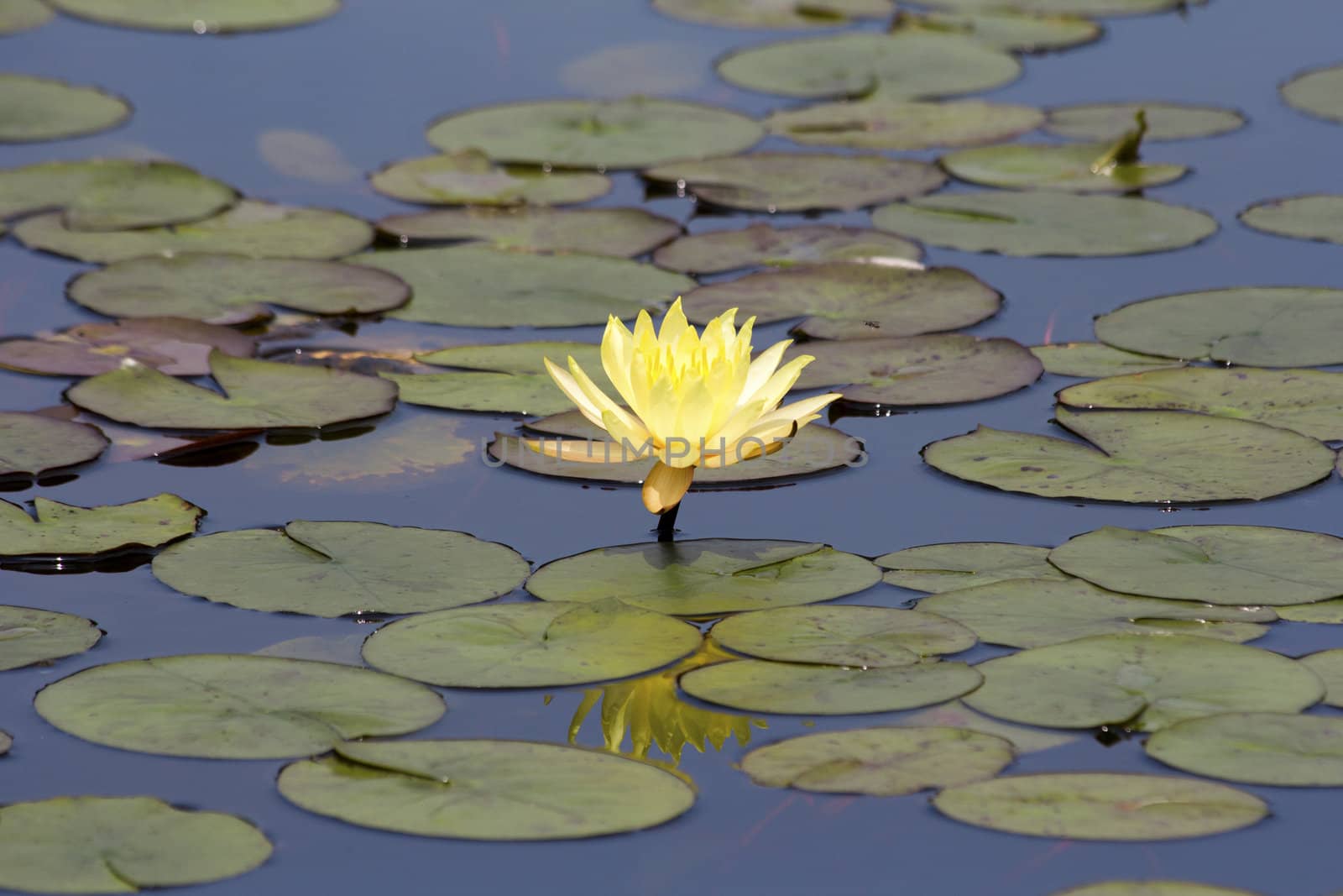 Beautiful lotus bloom in the pond with lotus leaves.