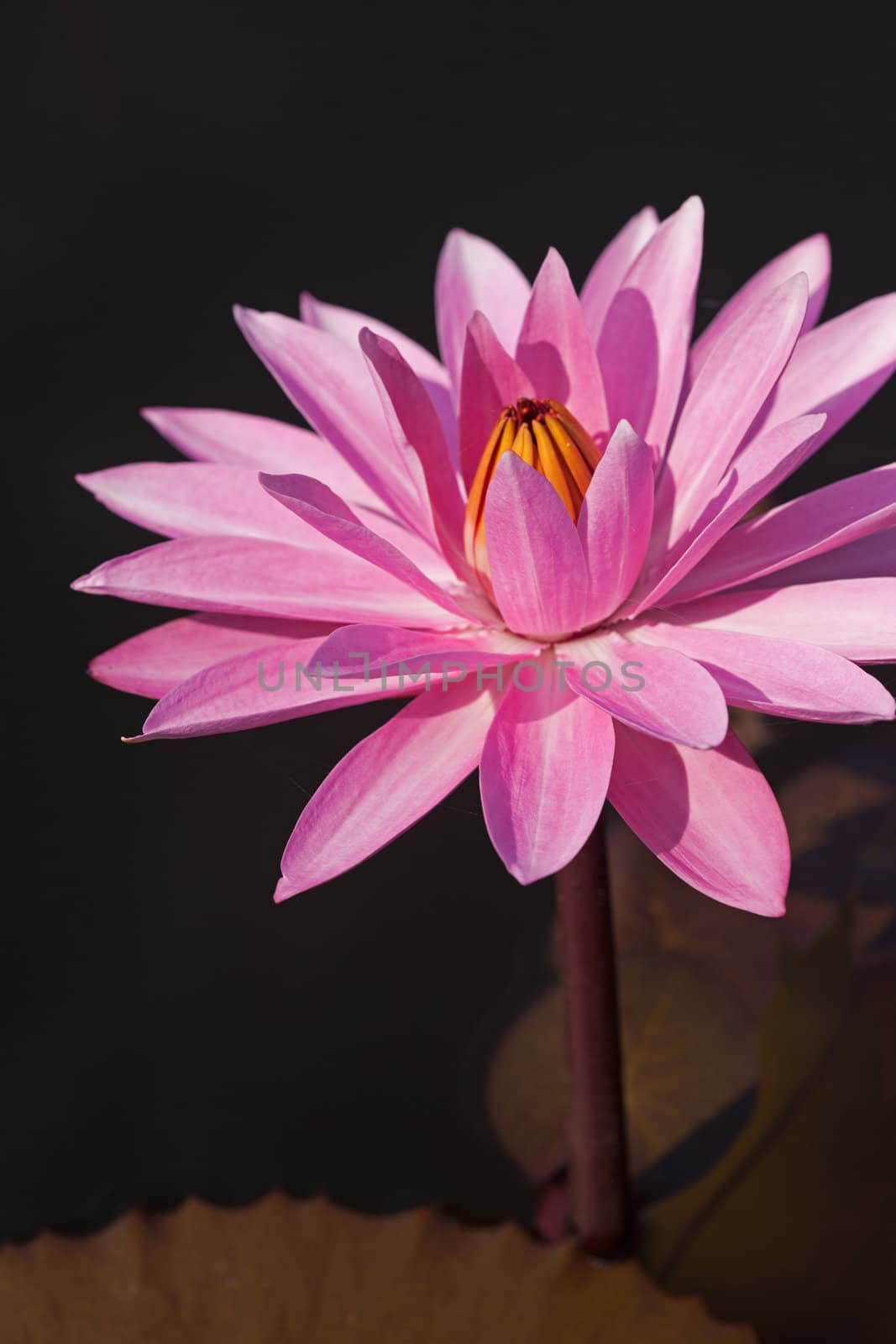 Blooming lotus flower