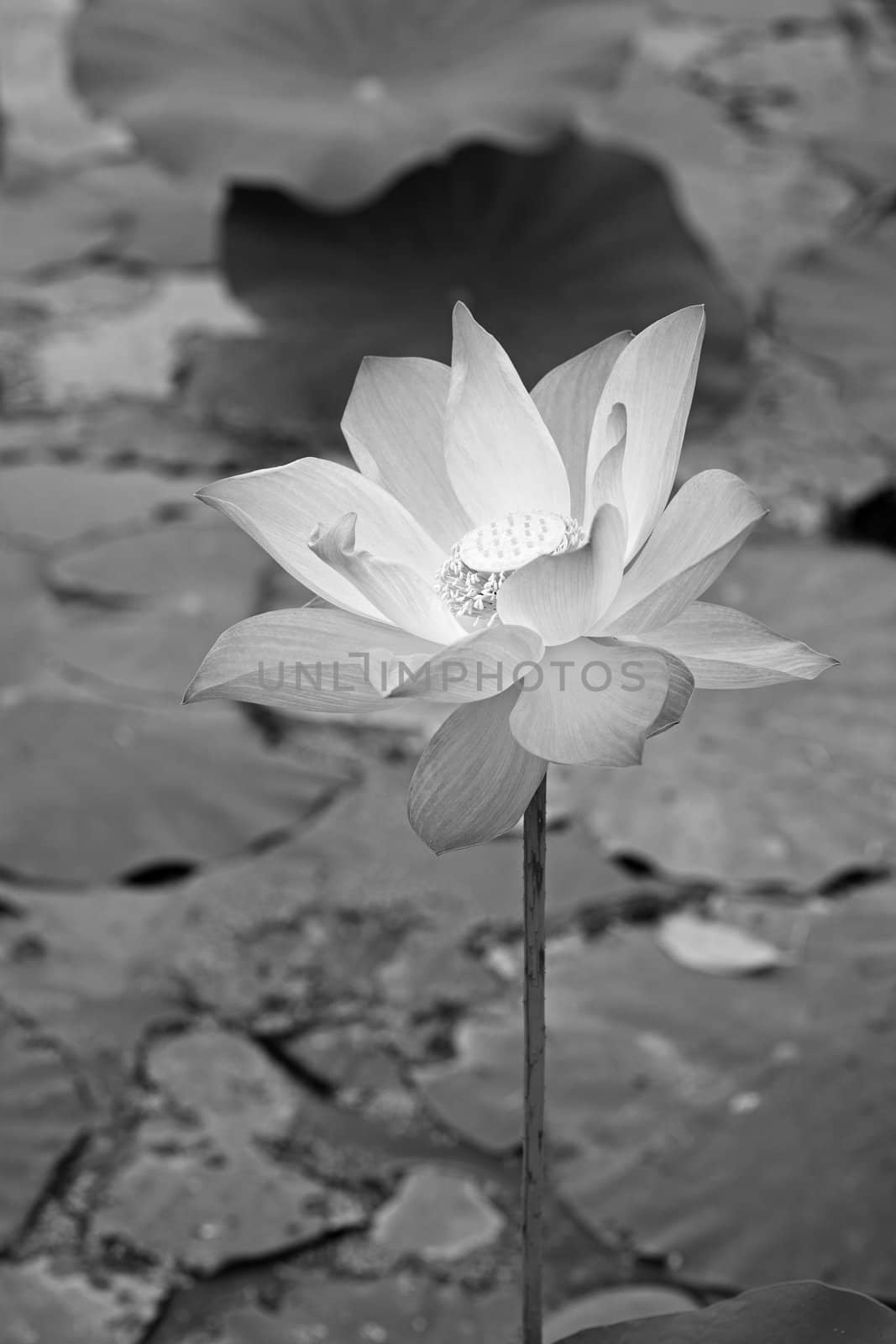 White waterlily