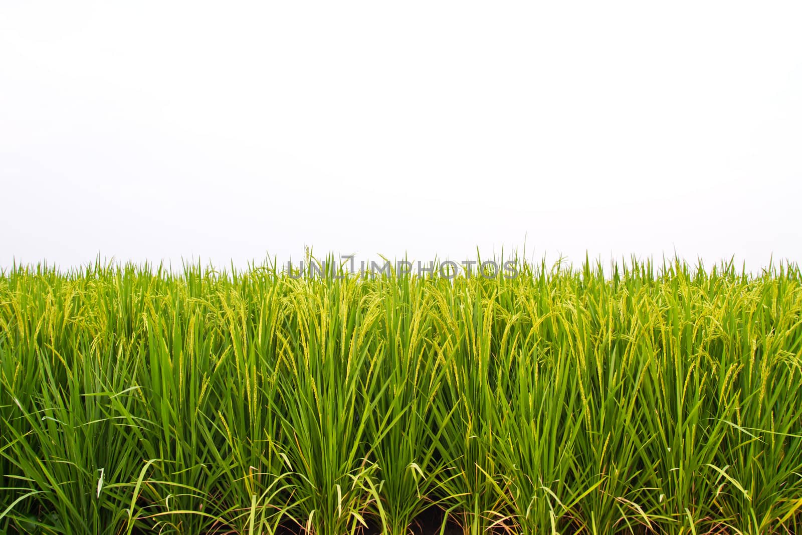 Rice field on white sky by ta_khum