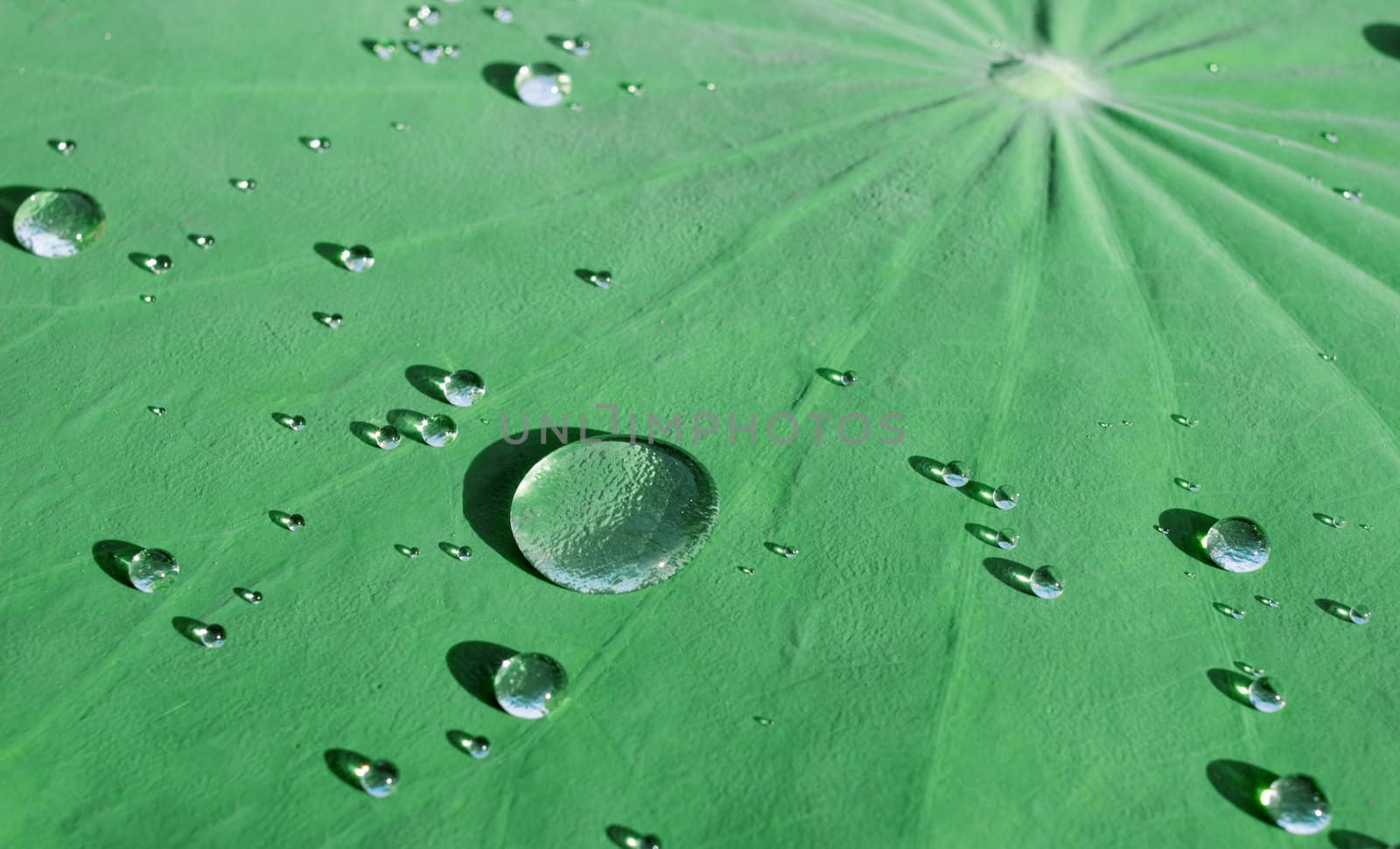 Lily pads on the surface. Lotus leaf with water drops after rain