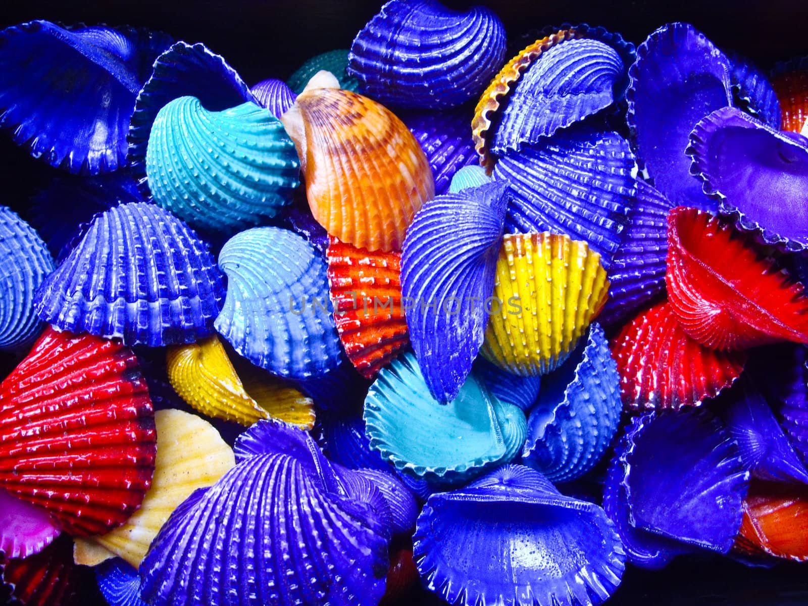 Shells of bold colors for decoration