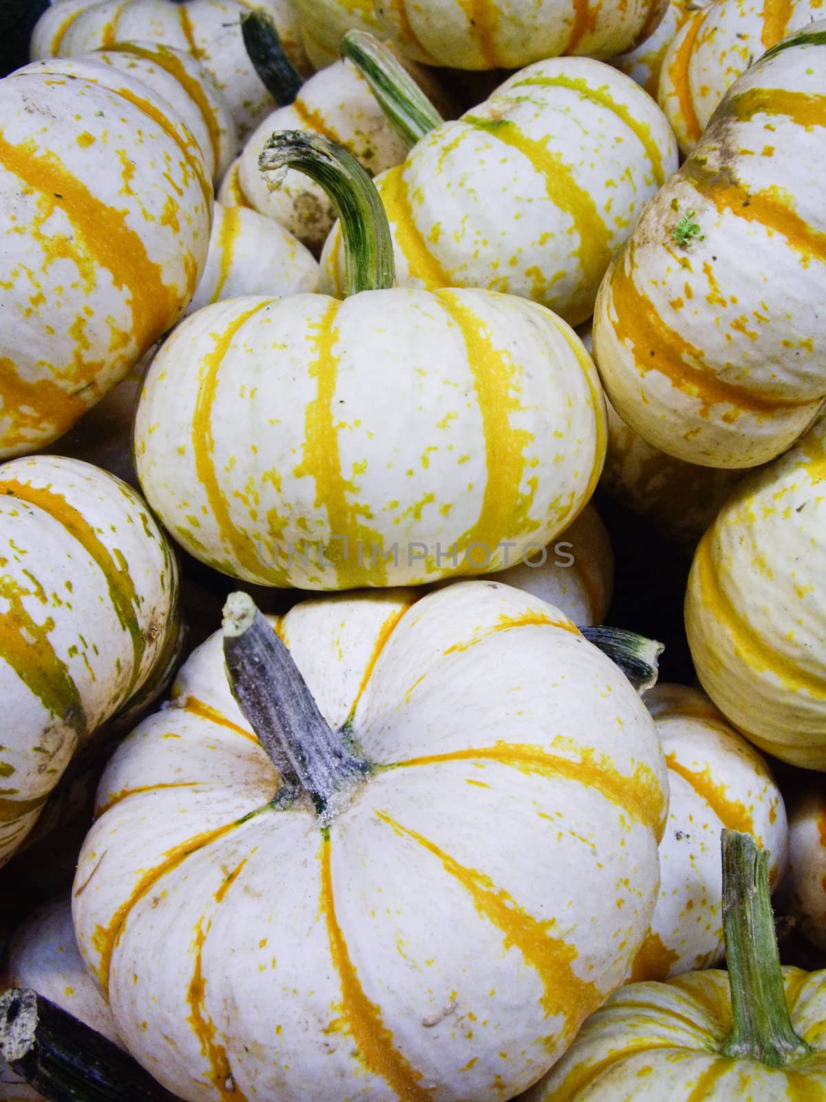 Yellow stripe gourds displayed in market for Fall