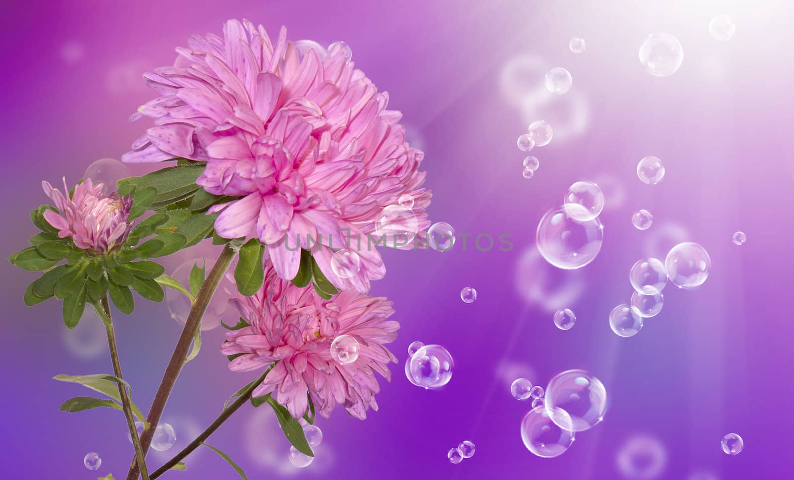 Dahlia. Holidays beautiful flower card by sergey150770SV