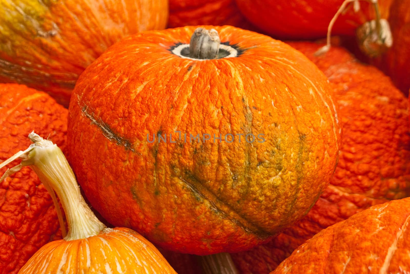 Orange pumpkins ready for Halloween