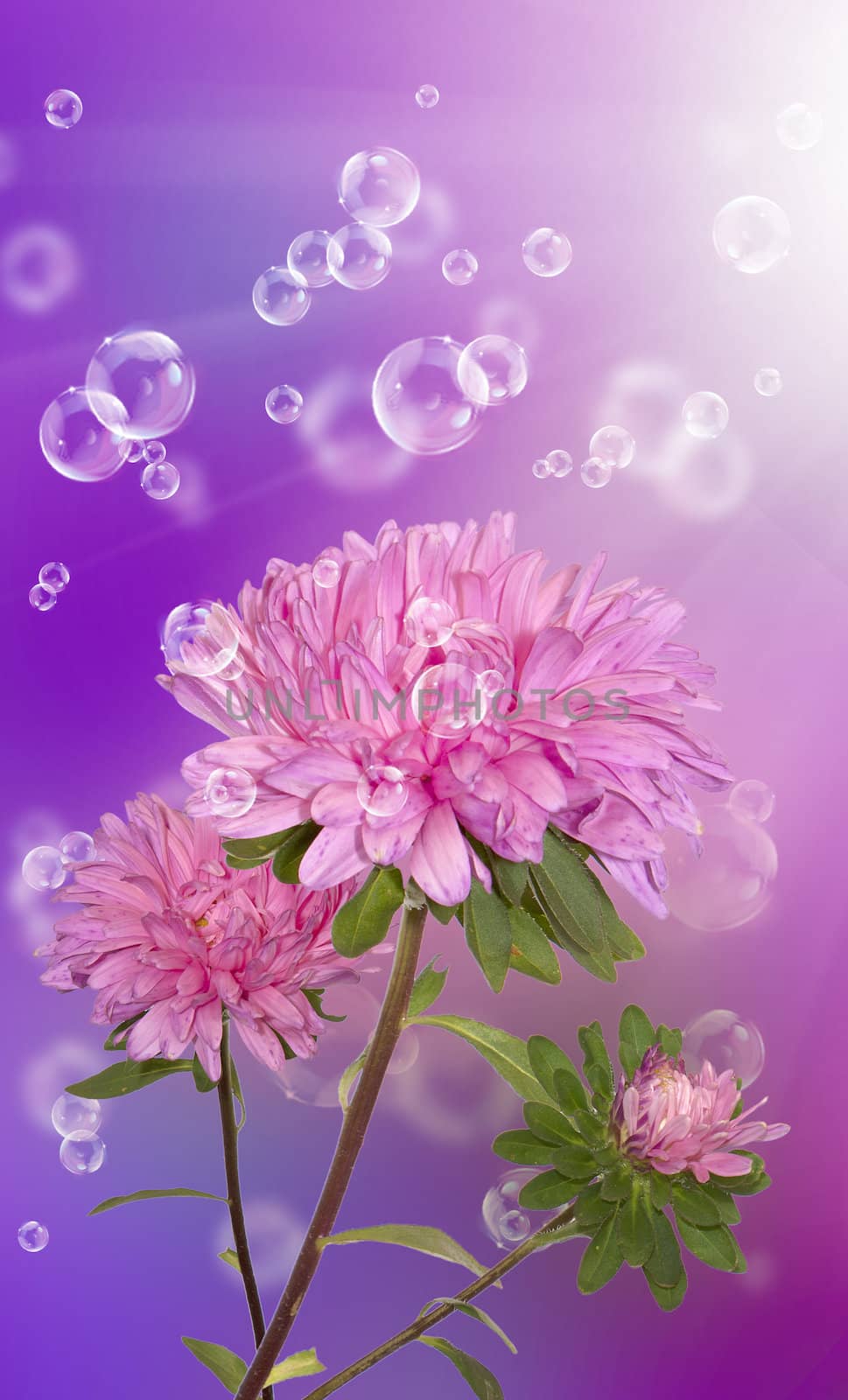 Dahlia. Holidays beautiful flower card by sergey150770SV