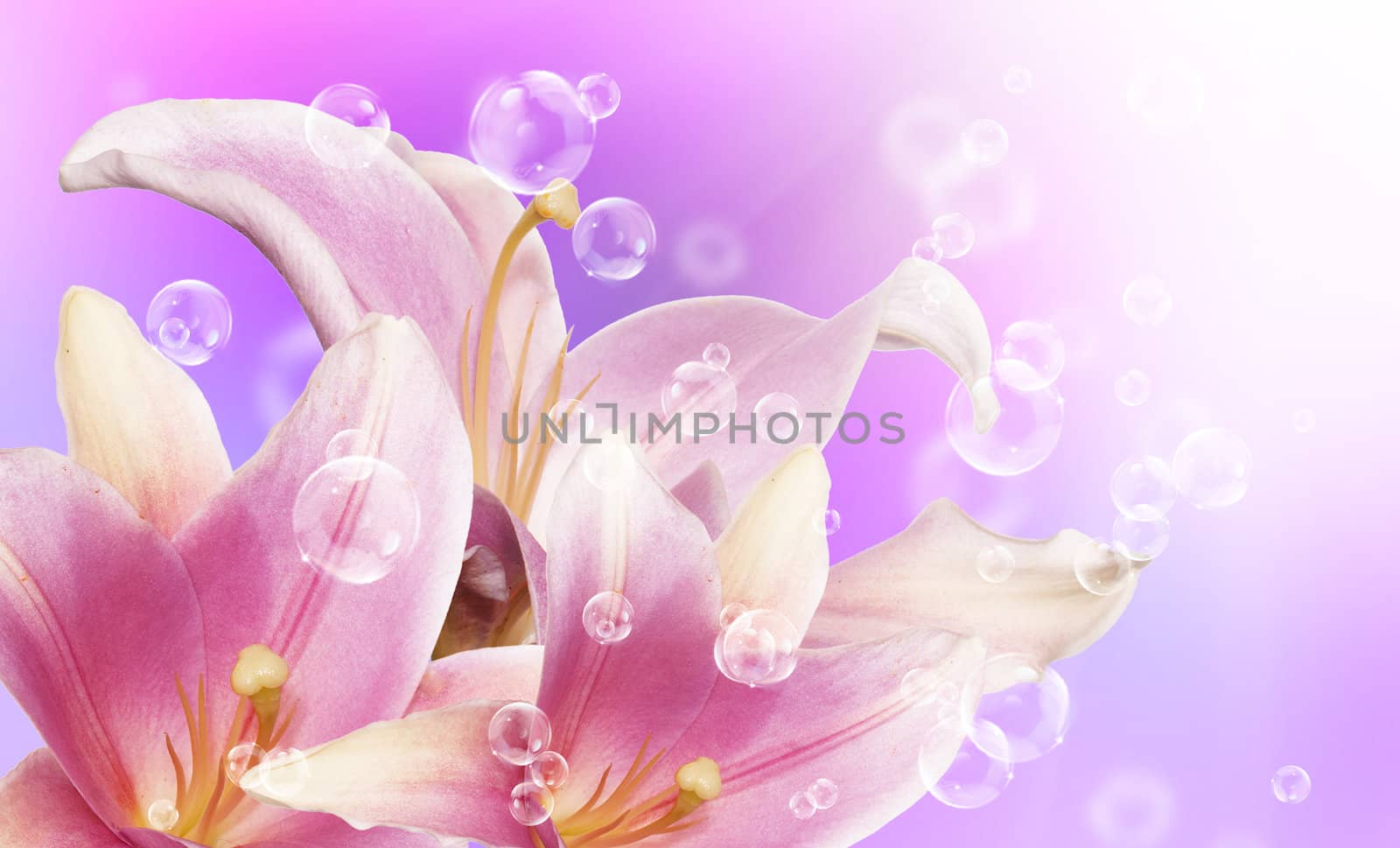 Pink beautiful lily by sergey150770SV