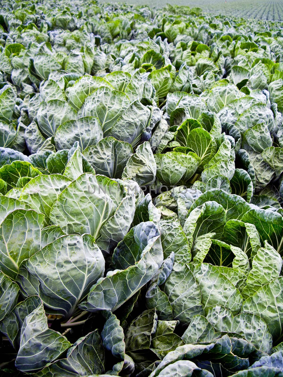 Field of dark green Brussel sprout leaves