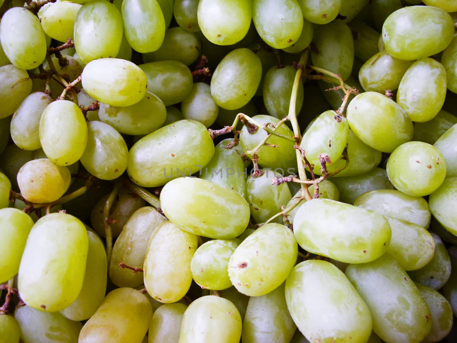 Green grapes ripen on the vine California USA