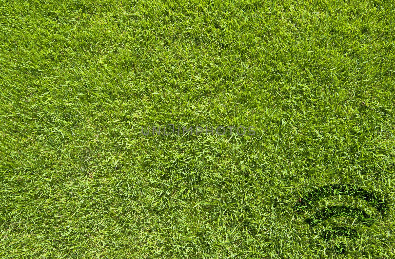 Wireless icon on green grass texture and background 