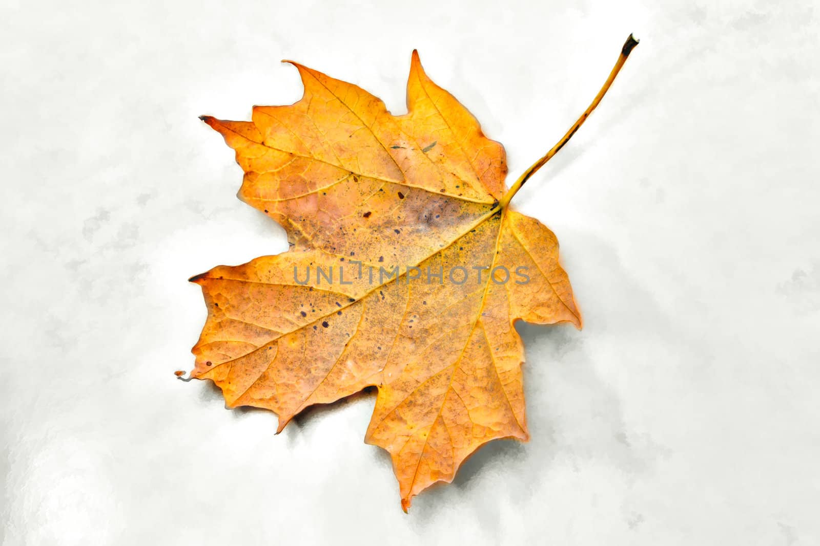 Single Yellow Autumn Maple Leaf Isolated on White