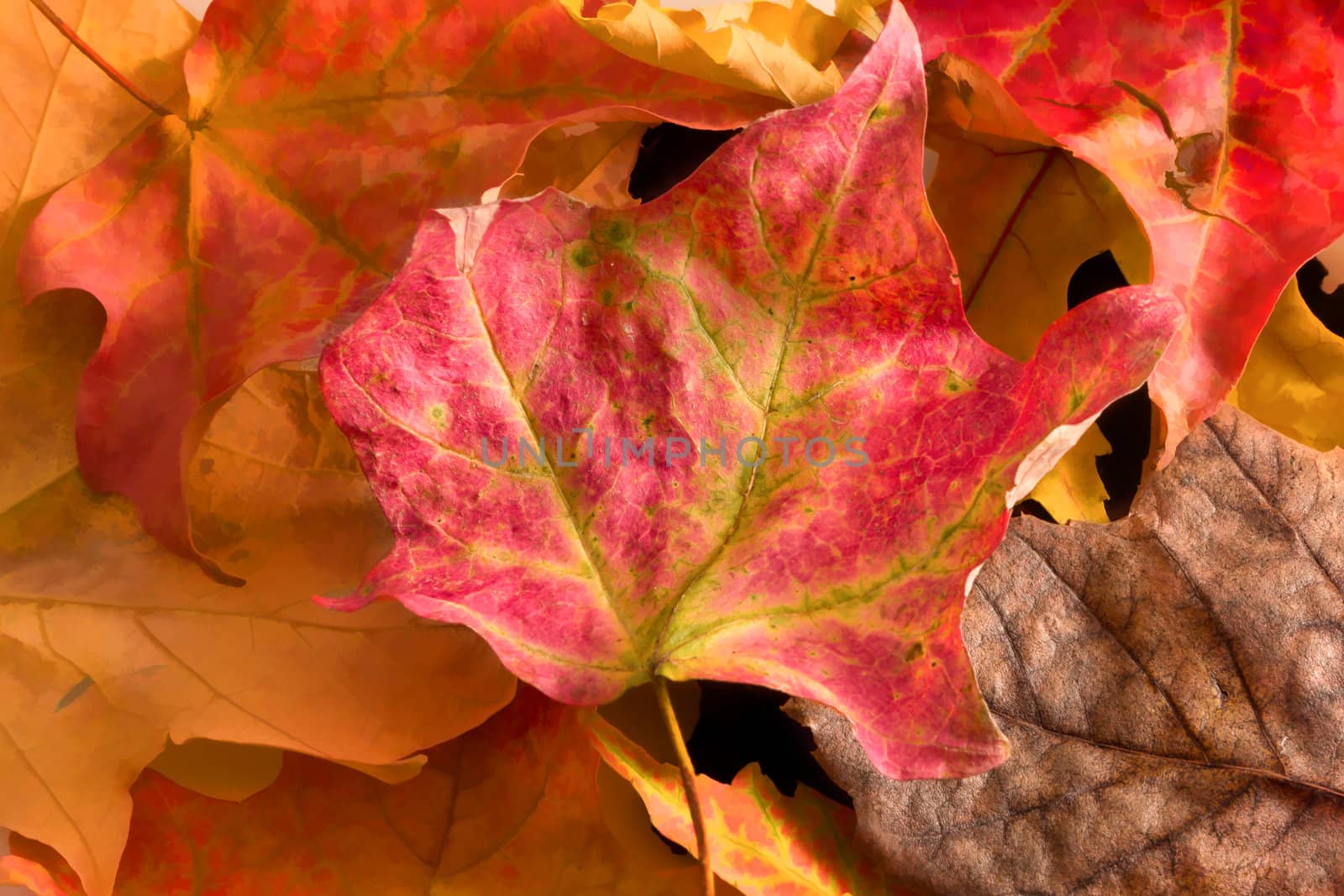 Beautiful Maple Leaves in Autumn Up Close