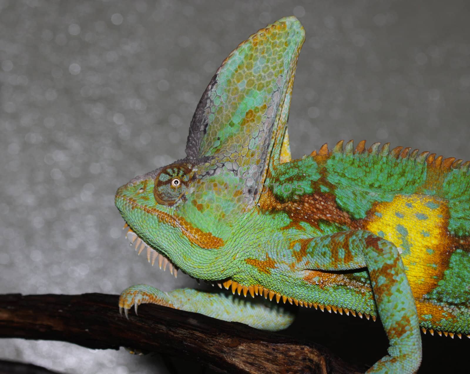 A veiled chameleon (Chamaeleo calyptratus) moving on a branch.
