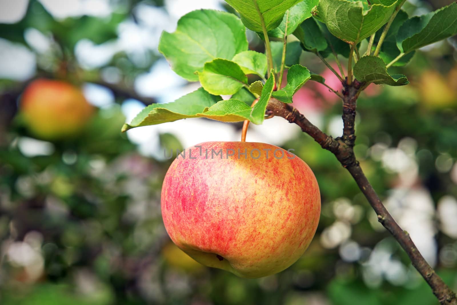 Close-up view of fresh red apple hanging on branch