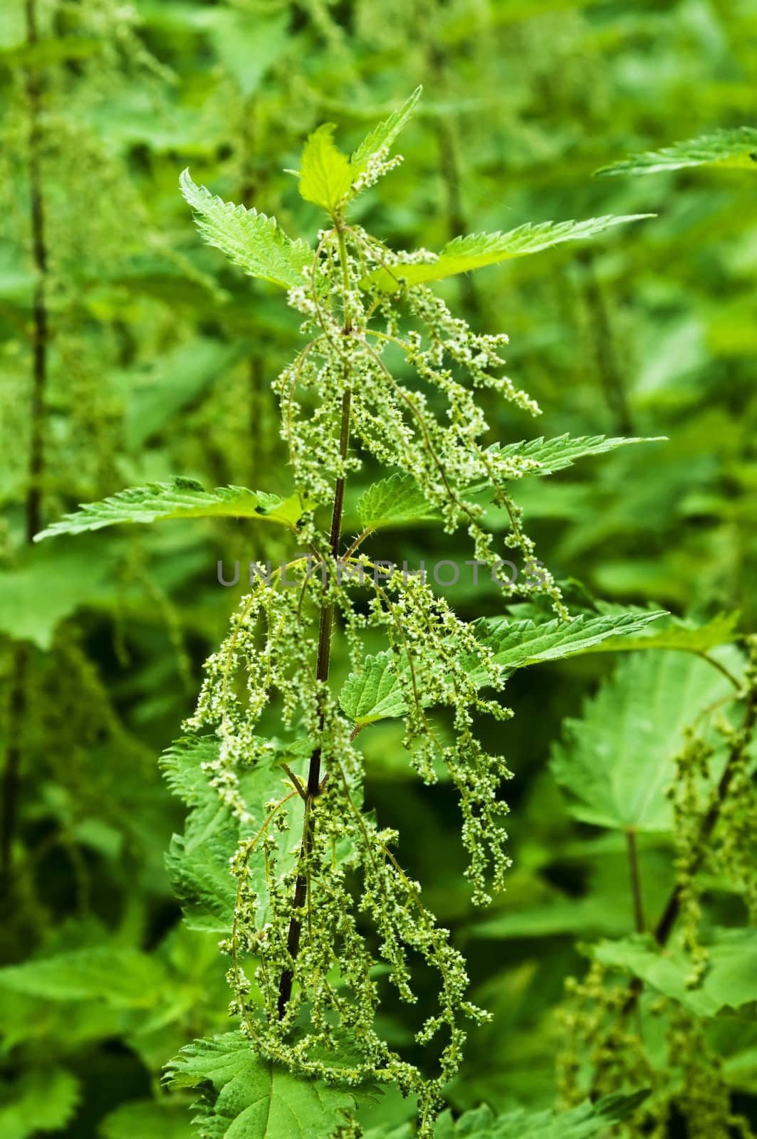 stinging-nettle by Jochen