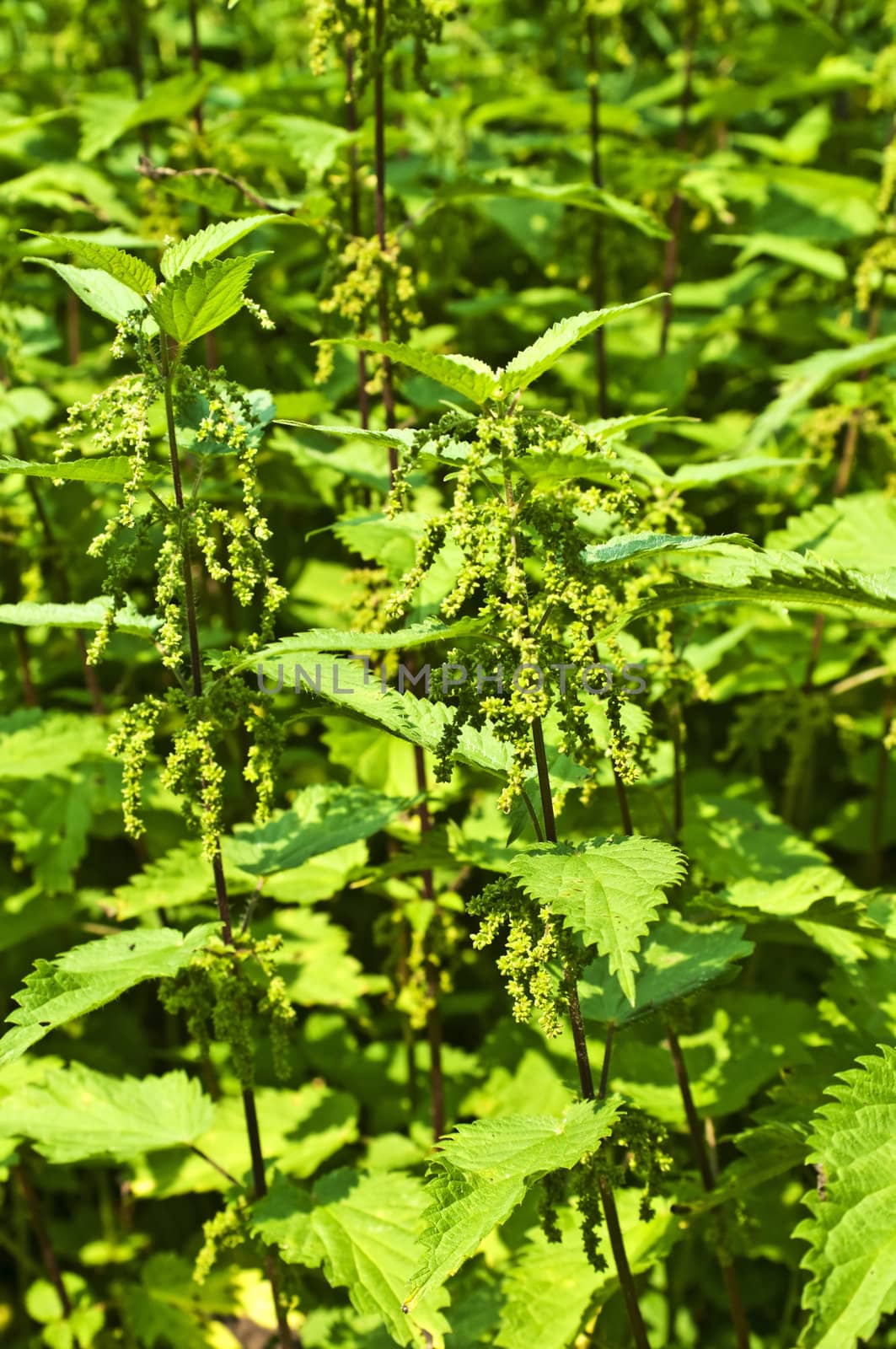 stinging-nettle by Jochen